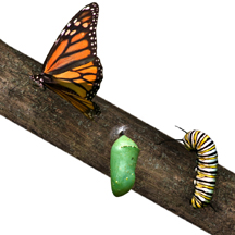 Butterfly-Cocoon-Caterpillar